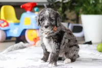 Whyatt, a male Bernedoodle for sale in Dundee, OH – Photo 3 of 5