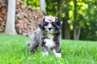 Willow, a female Bernedoodle for sale in Dundee, OH – 4 of 8