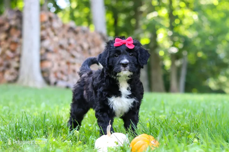 Pumpkin – Bernedoodle puppy for sale in Dundee, OH