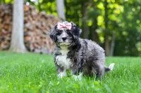 Willow, a female Bernedoodle for sale in Dundee, OH – 3 of 8
