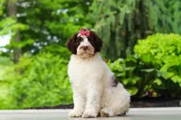 Lindsey, a female Portuguese Water Dog for sale in Dundee, OH – 8 of 8