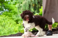 Lily, a female Portuguese Water Dog for sale in Dundee, OH – 3 of 7