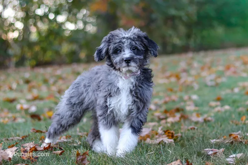 Willow – Bernedoodle puppy for sale in Dundee, OH