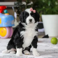 Kaylee, a female Bernedoodle for sale in Dundee, OH – Photo 2 of 5