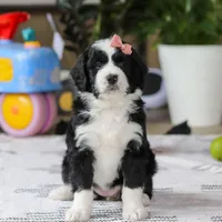 Kaylee, a female Bernedoodle for sale in Dundee, OH – Photo 1 of 5