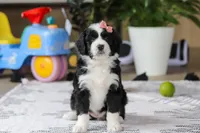 Kaylee, a female Bernedoodle for sale in Dundee, OH – Photo 1 of 5