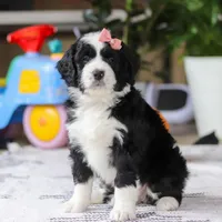 Kaylee, a female Bernedoodle for sale in Dundee, OH – Photo 4 of 5