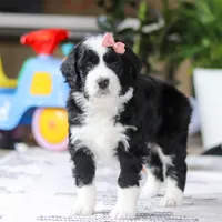 Kaylee, a female Bernedoodle for sale in Dundee, OH – Photo 3 of 5