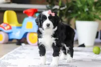 Kaylee, a female Bernedoodle for sale in Dundee, OH – Photo 3 of 5