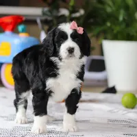 Kaylee, a female Bernedoodle for sale in Dundee, OH – Photo 5 of 5