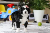 Kaylee, a female Bernedoodle for sale in Dundee, OH – Photo 5 of 5