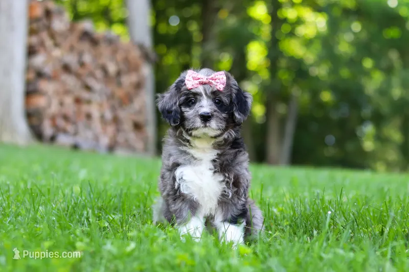 Willow – Bernedoodle puppy for sale in Dundee, OH