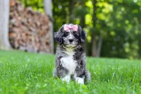 Willow, a female Bernedoodle for sale in Dundee, OH – 1 of 8