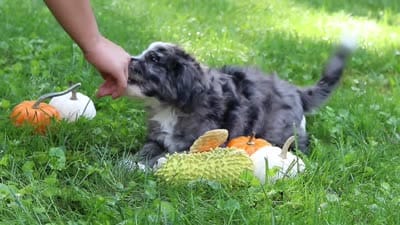Chester, a male Bernedoodle for sale in Dundee, OH – 9 of 9