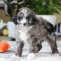 Conner, a male Bernedoodle for sale in Dundee, OH – Photo 1 of 5