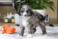 Conner, a male Bernedoodle for sale in Dundee, OH – Photo 1 of 5