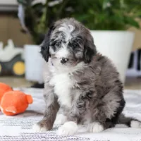 Conner, a male Bernedoodle for sale in Dundee, OH – Photo 4 of 5