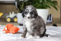 Conner, a male Bernedoodle for sale in Dundee, OH – Photo 4 of 5