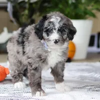 Conner, a male Bernedoodle for sale in Dundee, OH – Photo 5 of 5