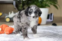 Conner, a male Bernedoodle for sale in Dundee, OH – Photo 5 of 5