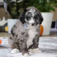 Conner, a male Bernedoodle for sale in Dundee, OH – Photo 3 of 5