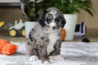 Conner, a male Bernedoodle for sale in Dundee, OH – Photo 3 of 5