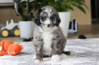 Conner, a male Bernedoodle for sale in Dundee, OH – Photo 2 of 5