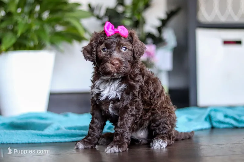 Missy – Portuguese Water Dog puppy for sale in Dundee, OH