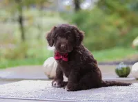 Luca, a male Portuguese Water Dog for sale in Dundee, OH – Photo 2 of 7