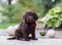 Luca, a male Portuguese Water Dog for sale in Dundee, OH – Photo 7 of 7