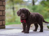 Luca, a male Portuguese Water Dog for sale in Dundee, OH – Photo 6 of 7