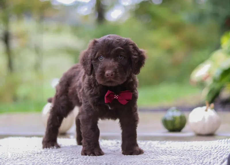 Luca, a male Portuguese Water Dog for sale in Dundee, OH – Photo 1 of 7