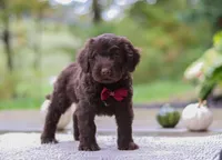 Luca, a male Portuguese Water Dog for sale in Dundee, OH – Photo 1 of 7