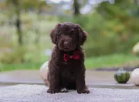 Luca, a male Portuguese Water Dog for sale in Dundee, OH – Photo 5 of 7