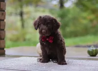 Luca, a male Portuguese Water Dog for sale in Dundee, OH – Photo 4 of 7