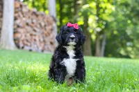 Pumpkin, a female Bernedoodle for sale in Dundee, OH – 5 of 9