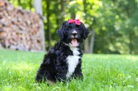Pumpkin, a female Bernedoodle for sale in Dundee, OH – 8 of 9