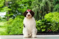 Lindsey, a female Portuguese Water Dog for sale in Dundee, OH – 5 of 8