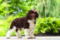 Lily, a female Portuguese Water Dog for sale in Dundee, OH – 4 of 7