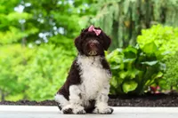 Lily, a female Portuguese Water Dog for sale in Dundee, OH – 7 of 7