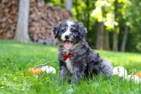 Chester, a male Bernedoodle for sale in Dundee, OH – 2 of 9