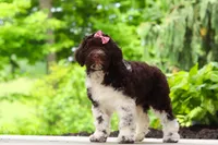 Lily, a female Portuguese Water Dog for sale in Dundee, OH – 5 of 7