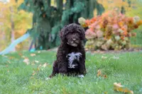 Lila, a female Portuguese Water Dog for sale in Dundee, OH – Photo 1 of 4