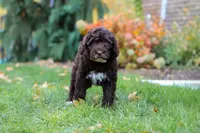 Lila, a female Portuguese Water Dog for sale in Dundee, OH – Photo 4 of 4