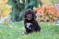 Lila, a female Portuguese Water Dog for sale in Dundee, OH – Photo 2 of 4