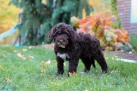 Lila, a female Portuguese Water Dog for sale in Dundee, OH – Photo 3 of 4