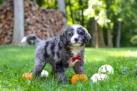 Chester, a male Bernedoodle for sale in Dundee, OH – 6 of 9