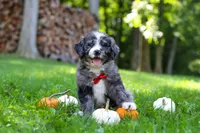 Chester, a male Bernedoodle for sale in Dundee, OH – 7 of 9