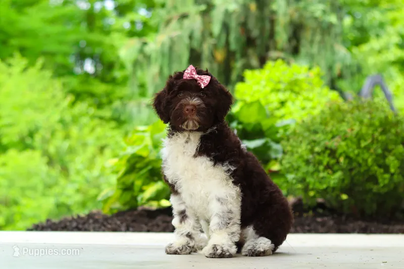 Lily – Portuguese Water Dog puppy for sale in Dundee, OH