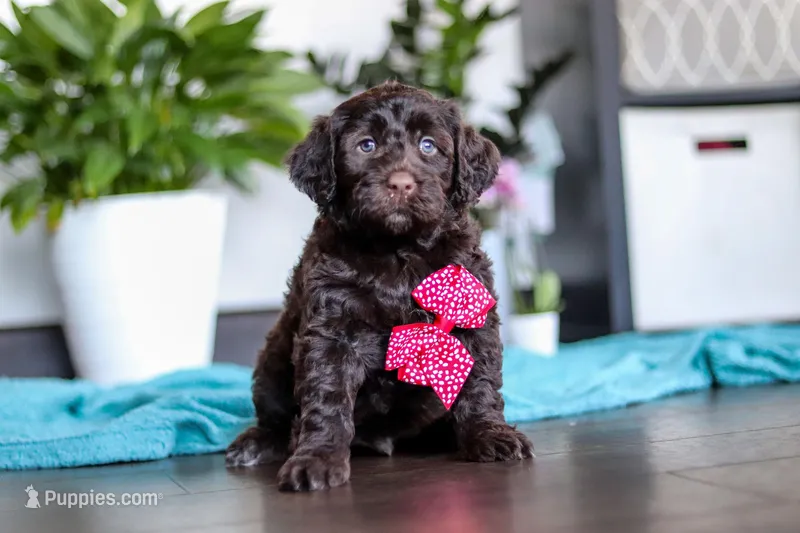 Teddy – Portuguese Water Dog puppy for sale in Dundee, OH